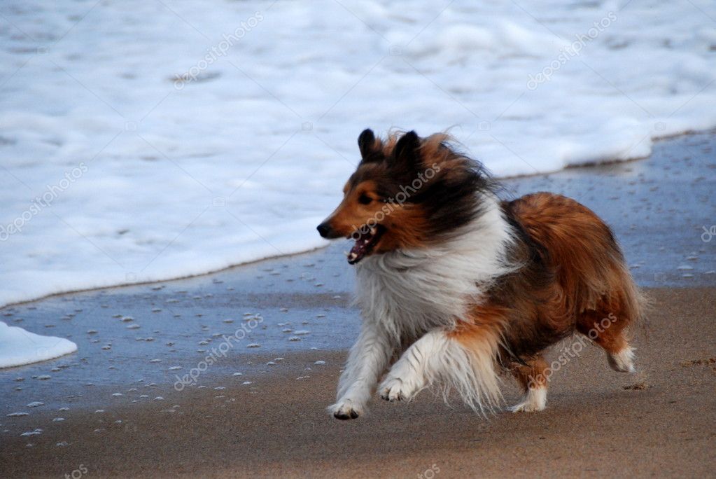 Calm Down! Tips for Reducing Hyperactivity in Dogs 