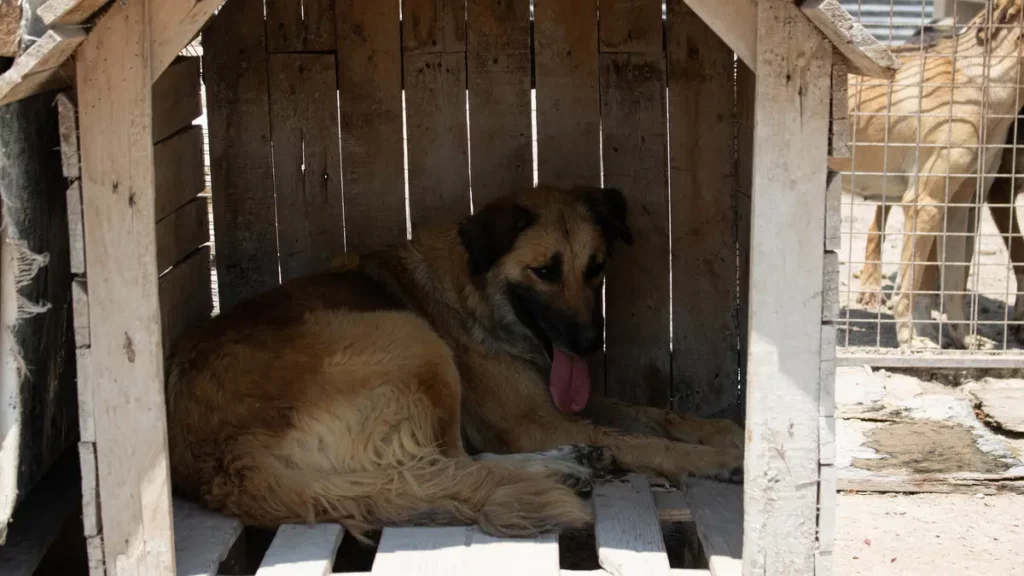 From Rescue to Best Friend: Transforming a Shelter Pet's Life