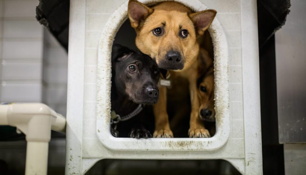 From Rescue to Best Friend: Transforming a Shelter Pet's Life