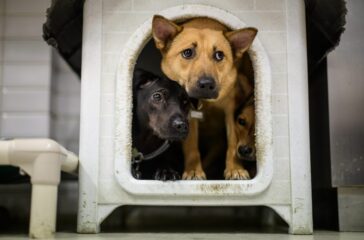 From Rescue to Best Friend: Transforming a Shelter Pet's Life