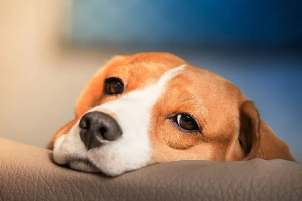 Helping Other Pets Cope with the Loss of Their Companion