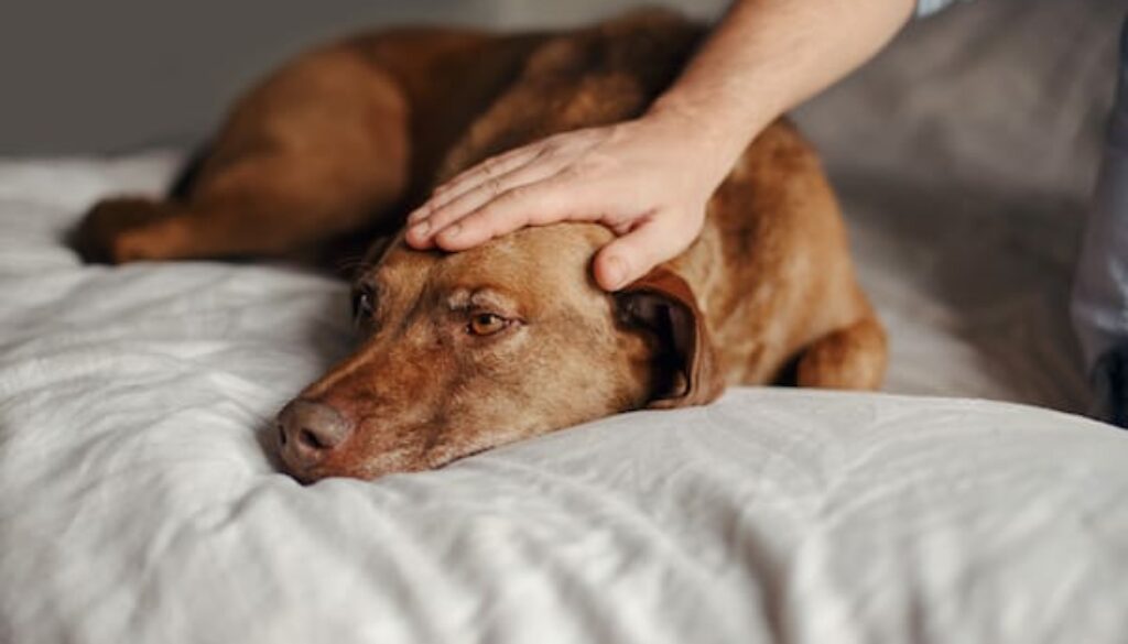 From Rescue to Best Friend: Transforming a Shelter Pet's Life