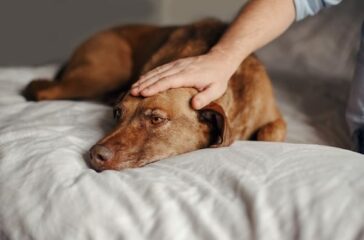 From Rescue to Best Friend: Transforming a Shelter Pet's Life
