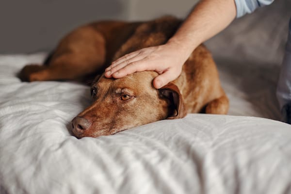 From Rescue to Best Friend: Transforming a Shelter Pet's Life