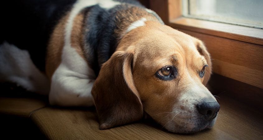 Helping Other Pets Cope with the Loss of Their Companion