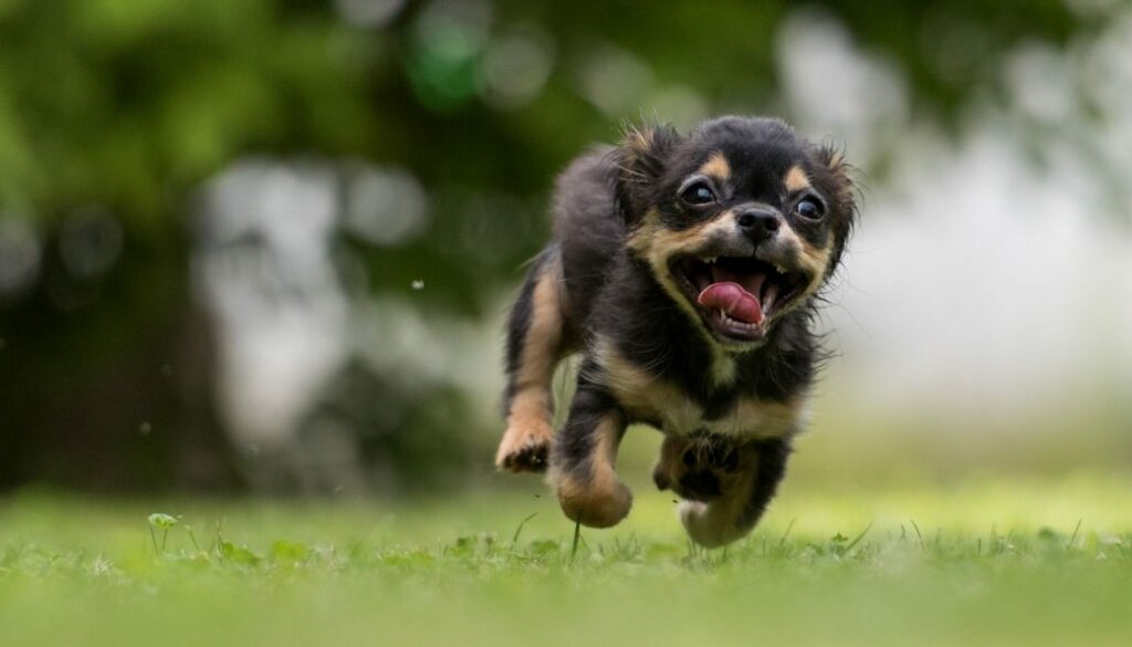Mastering Recall: Teaching Your Dog to Come When Called