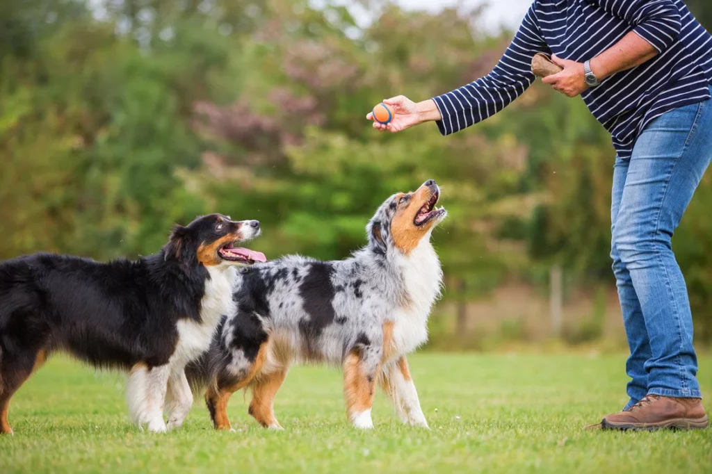 Mastering Recall: Teaching Your Dog to Come When Called