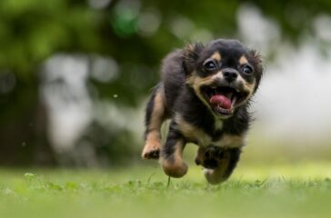Mastering Recall: Teaching Your Dog to Come When Called