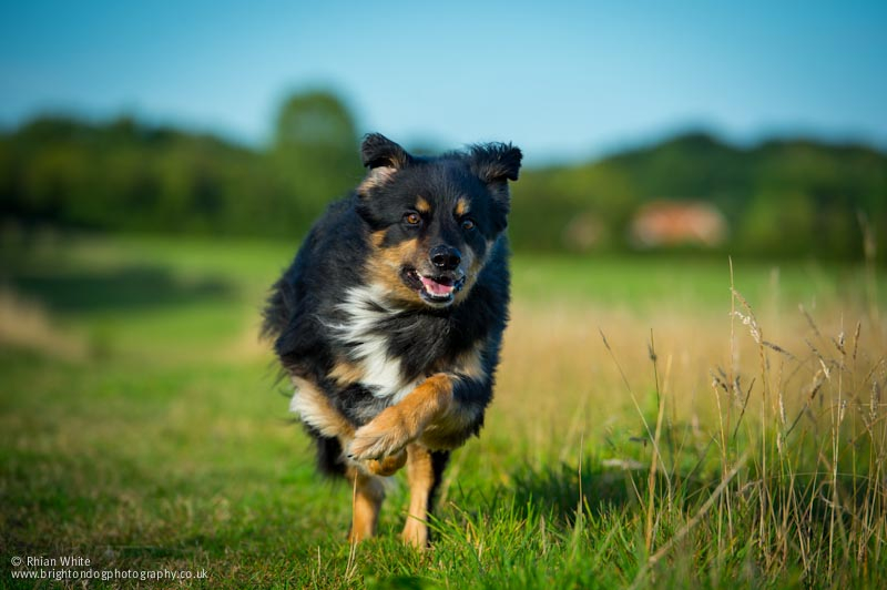 Mastering Recall: Teaching Your Dog to Come When Called