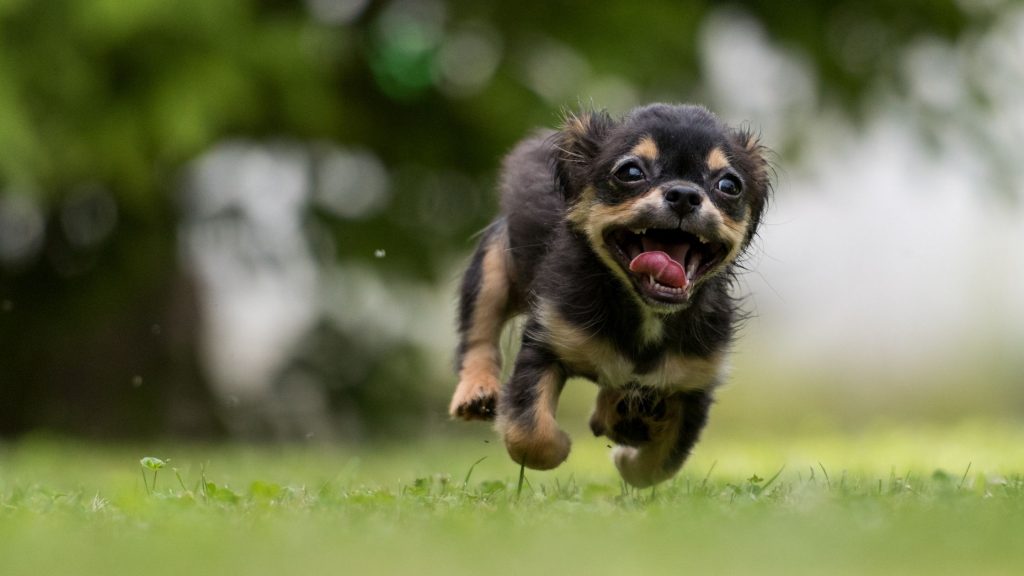 Mastering Recall: Teaching Your Dog to Come When Called