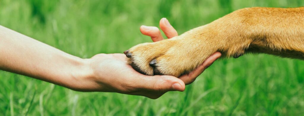 Pet Loss Support Groups: Finding Comfort in Community