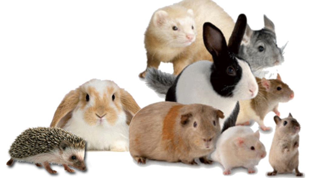 Rescue Rabbits, Guinea Pigs, and More Unusual Pets Need Love Too