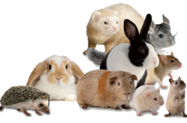 Rescue Rabbits, Guinea Pigs, and More Unusual Pets Need Love Too