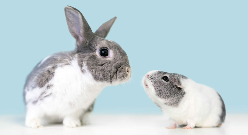 Rescue Rabbits, Guinea Pigs, and More: Unusual Pets Need Love Too