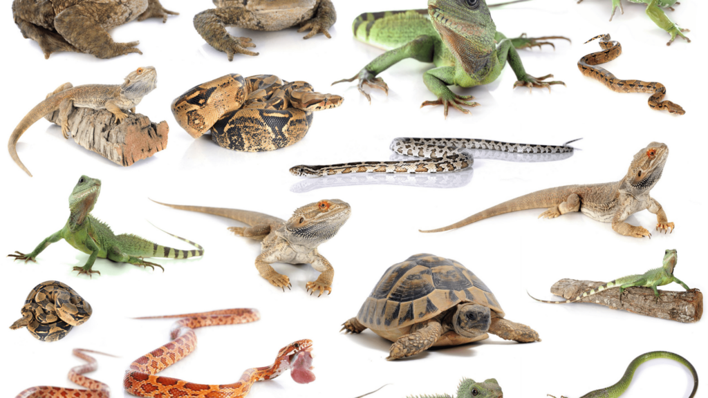 Rescue Rabbits, Guinea Pigs, and More: Unusual Pets Need Love Too