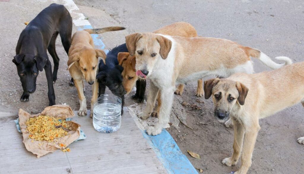 The Global Stray Animal Crisis: How You Can Help