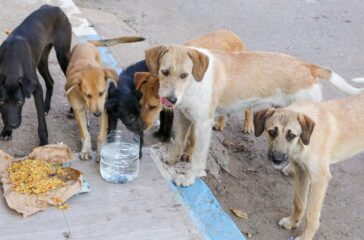 The Global Stray Animal Crisis: How You Can Help