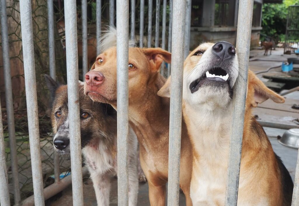 The Global Stray Animal Crisis: How You Can Help 