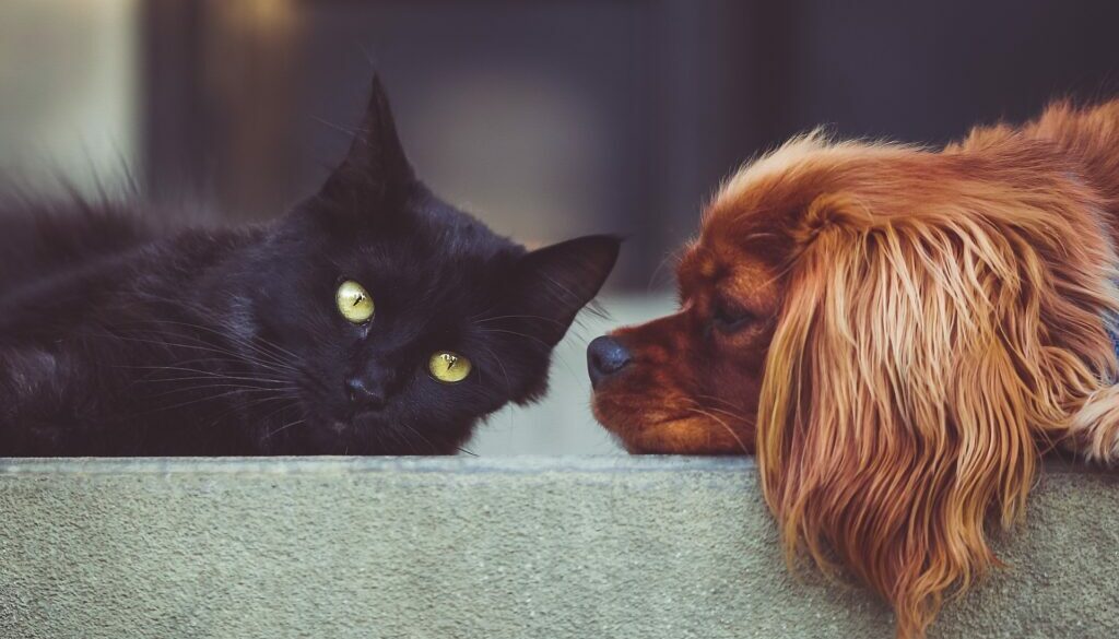 The Importance of Self-Care During Pet Grief