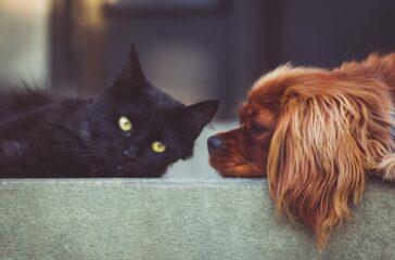 The Importance of Self-Care During Pet Grief