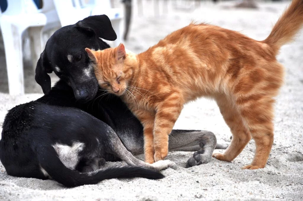 The Importance of Self-Care During Pet Grief 