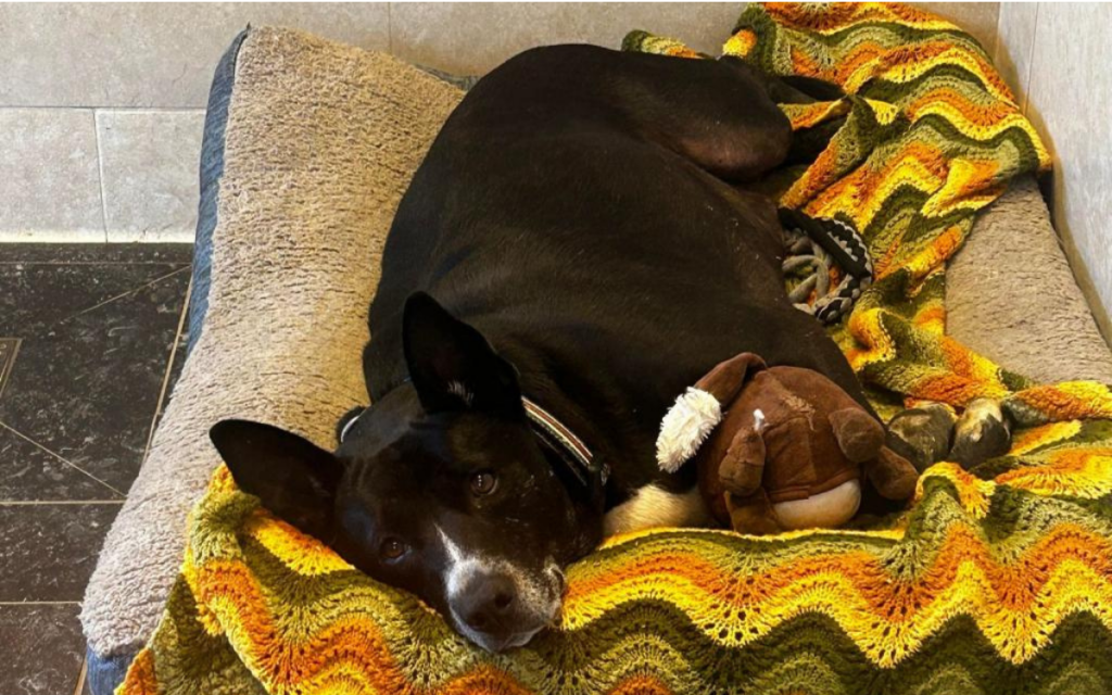 The Pet Adoption Process Demystified What to Expect