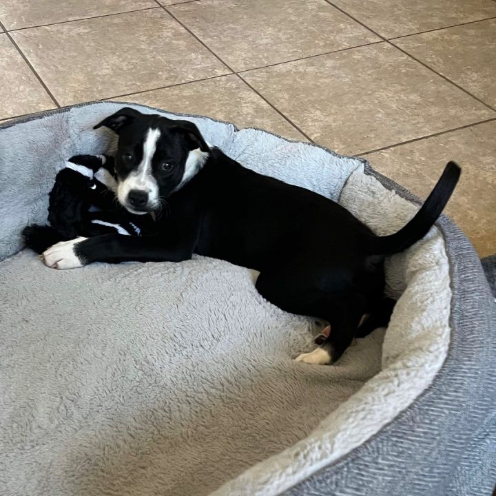 The Pet Adoption Process Demystified What to Expect