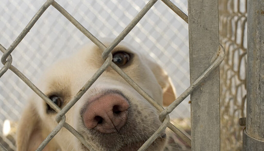 Helping Other Pets Cope with the Loss of Their Companion