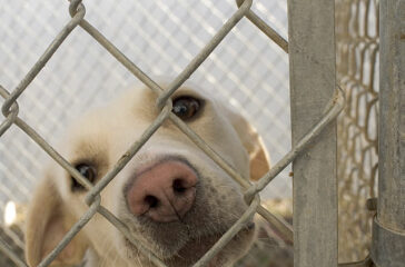 Helping Other Pets Cope with the Loss of Their Companion