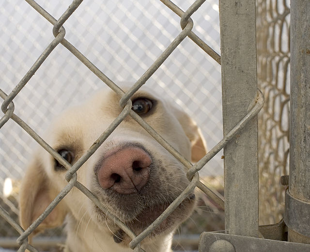 Helping Other Pets Cope with the Loss of Their Companion