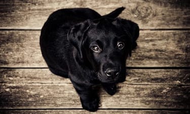 The Pet Adoption Process Demystified What to Expect