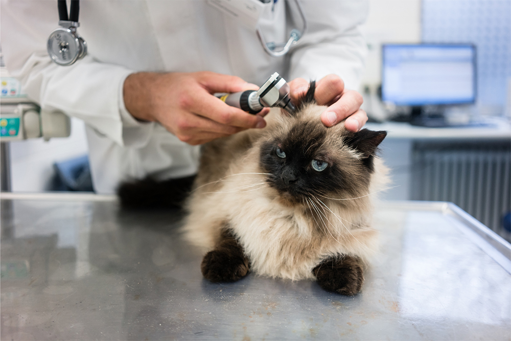 Training Your Cat for Vet Visits: Stress-Free Care