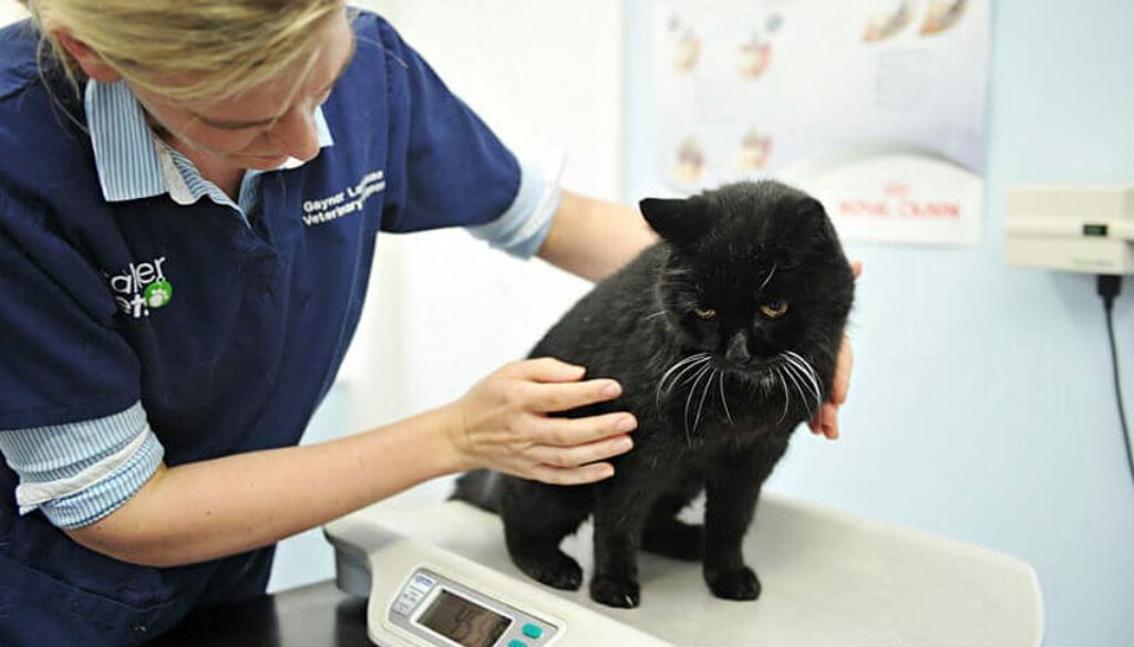 From Rescue to Best Friend: Transforming a Shelter Pet's Life