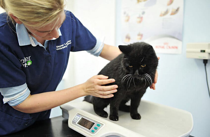 From Rescue to Best Friend: Transforming a Shelter Pet's Life