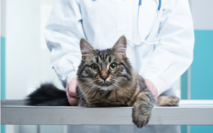 Training Your Cat for Vet Visits: Stress-Free Care