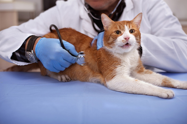 Training Your Cat for Vet Visits: Stress-Free Care