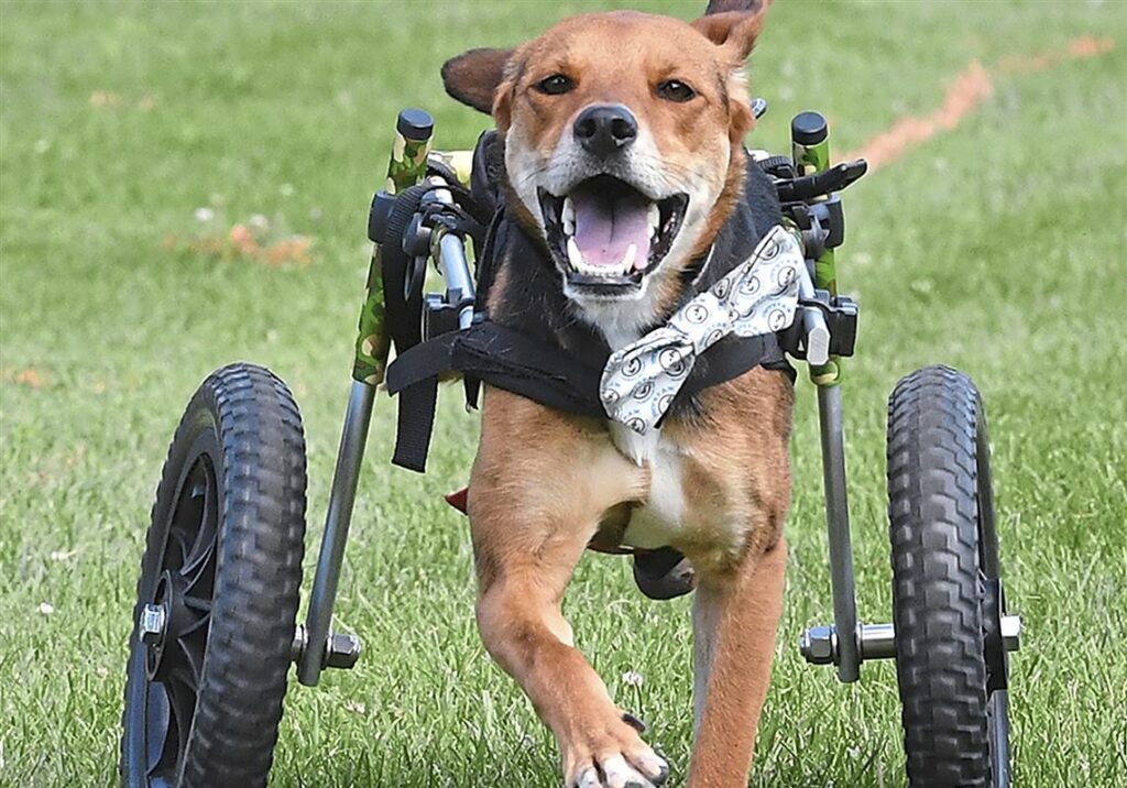 Adopting a Pet with Special Needs: Love Beyond Limits