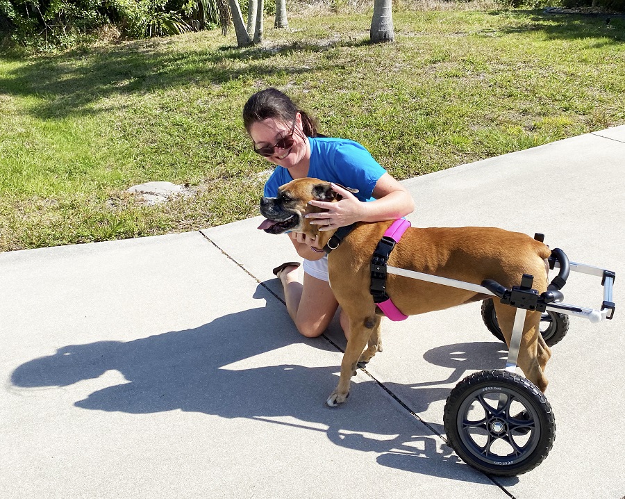 Adopting a Pet with Special Needs: Love Beyond Limits