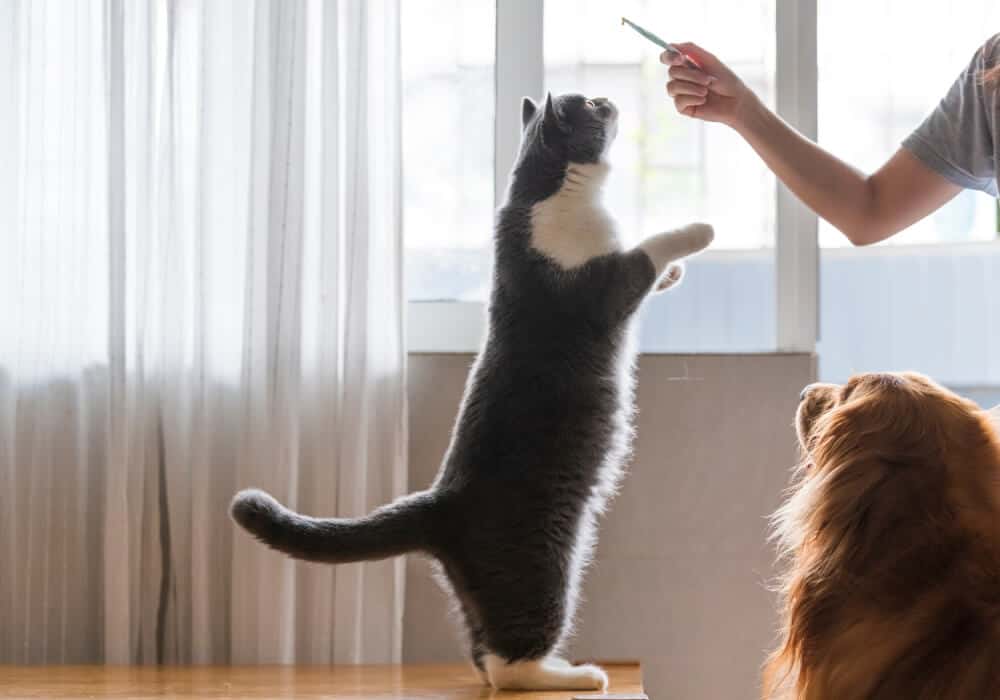 Advanced Cat Training: Beyond the Basics 