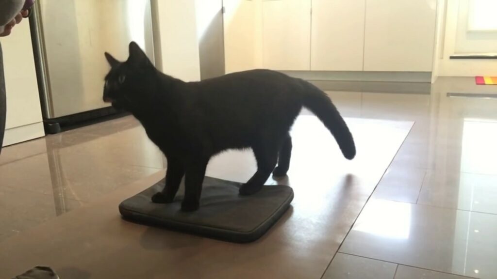 Advanced Cat Training: Beyond the Basics 