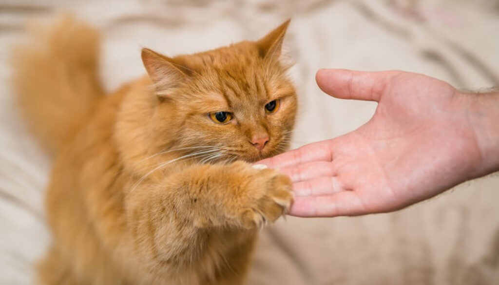 Advanced Cat Training: Beyond the Basics