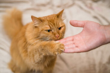 Advanced Cat Training: Beyond the Basics