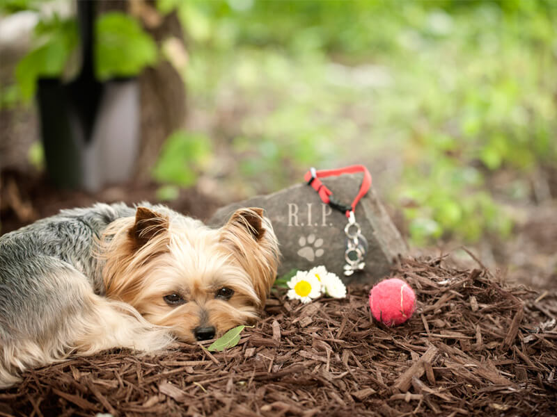 Coping with Sudden Pet Loss: Tips for Immediate Grief 