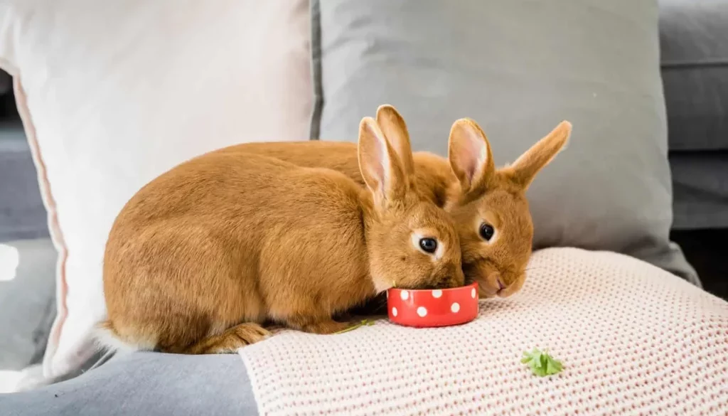 How to Train Your Rabbit: From Biting to Binkying