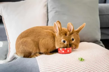 How to Train Your Rabbit: From Biting to Binkying