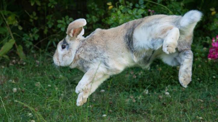 How to Train Your Rabbit: From Biting to Binkying 