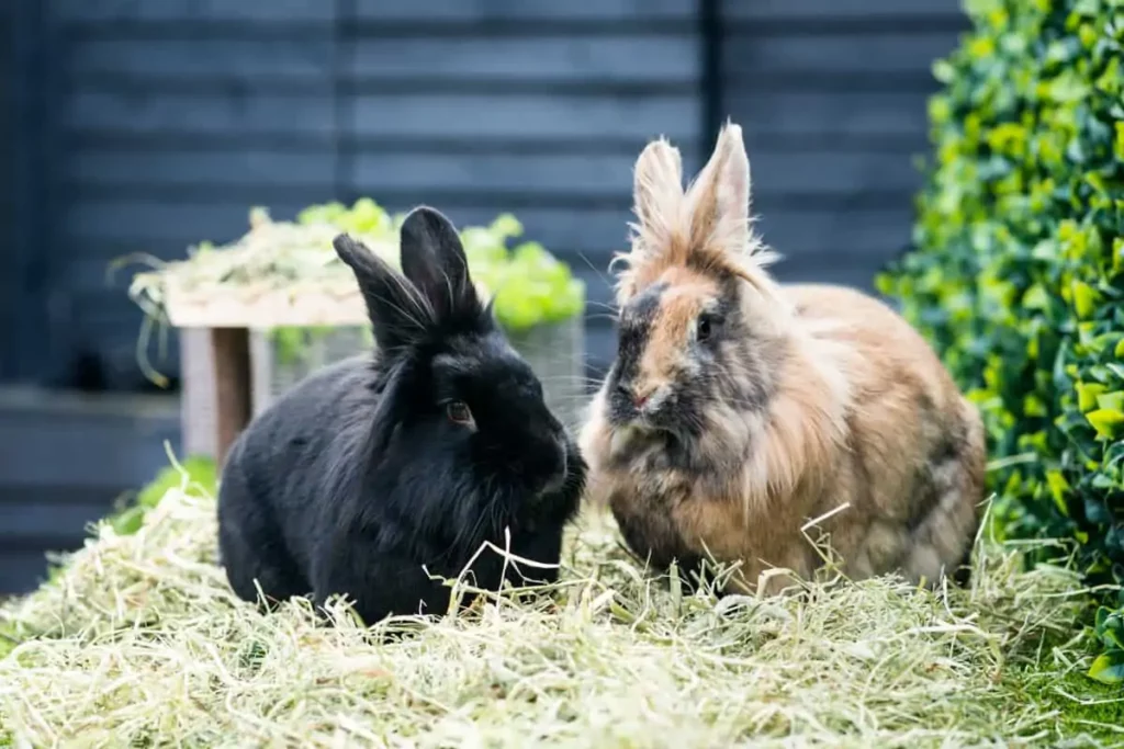 How to Train Your Rabbit: From Biting to Binkying 