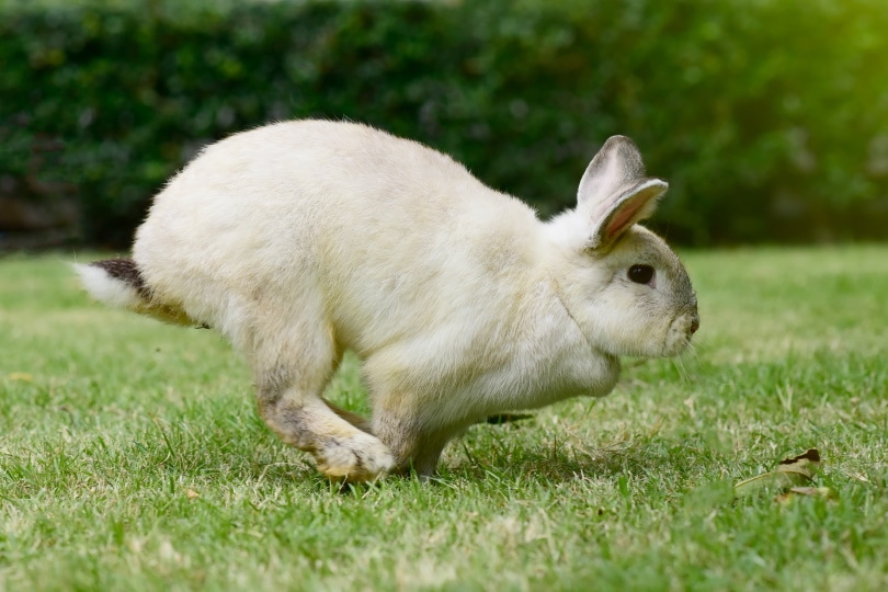 How to Train Your Rabbit: From Biting to Binkying 