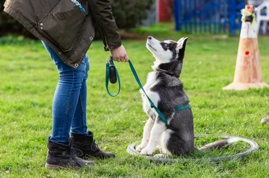 Positive Reinforcement vs. Punishment: What Works Best in Dog Training 