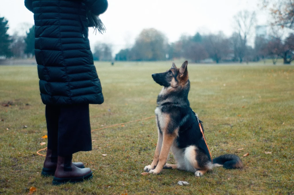 Positive Reinforcement vs. Punishment: What Works Best in Dog Training 